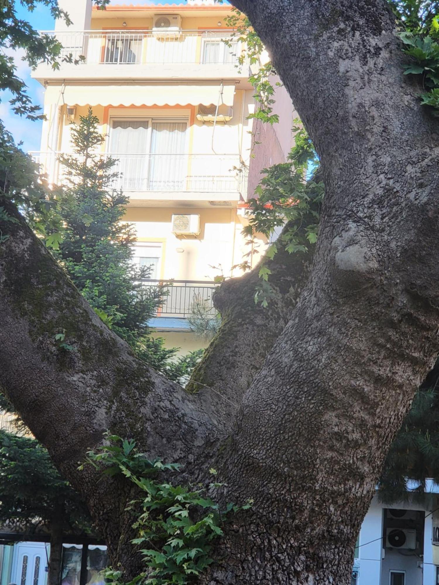 Platanakia Houses Ιωάννινα Εξωτερικό φωτογραφία